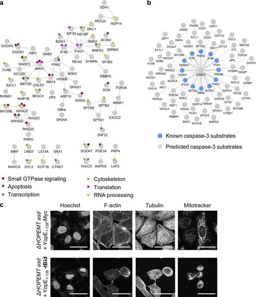 Figure 10. Analysis of t-BID-dependent phosphoproteome. (a) Representation of the functional protein interaction network of the tBID phosphoproteome. Proteins, containing at least one phosphopeptide undergoing a change in phosphorylation after tBID delivery (light gray; q-value < 0.04) are represented in a STRING network (high-confidence, score 0.7). Only proteins with at least one connection in STRING are shown. Colored circles depict the biological annotation of proteins as obtained from DAVID (Table S5). (b) Graphical representation of CASP3 known (color) and predicted substrates (gray) as shown in Table S1. (c) Confocal images of HeLa cells infected with either ΔHOPEMT asd + YopE1–138 or ΔHOPEMT asd + YopE1–138-tBID reveal the induction of an apoptotic phenotype after tBID delivery. Cells were stained for the nuclei with Hoechst, for F-actin with phalloidin, for tubulin with an anti-tubulin antibody, and for mitochondria with Mitotracker. Bars, 40 µm.