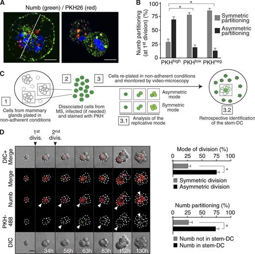 Figure 1. Numb in the mitotic division of PKHhigh cells. (A) PKHhigh cells (Fig. S1, A–D) were mock-treated (right) or treated with blebbistatin (left), which, by blocking cytokinesis (Straight et al., 2003), permits a better visualization of the endogenous Numb crescent at the plasma membrane, and stained with anti-Numb Ab and DAPI (blue). Bar, 5 µm. (B) Numb distribution in the three PKH fractions purified from MS (∼100 cells analyzed per fraction). *, P < 0.05 versus the comparable condition (symmetric or asymmetric) in PKHhigh. (C) Schematic of the methodology used to retrospectively assign cellular identity and mode of division; details are in Materials and methods. (D, left) Numb-DsRed–infected MS were dissociated, PKH-labeled (PKH488, green), and analyzed by video microscopy. Elapsed time is indicated. Arrowheads point to the stem-like DC. Bar, 10 µm. (right) Quantification of the divisional histories of PKH-labeled cells (top) and of the partition of Numb into the stem-like DC (bottom). The bar “Numb not in stem-DC” indicates Numb partitioned into the progenitor-DC or equally partitioned between the two daughters. *, P < 0.05.