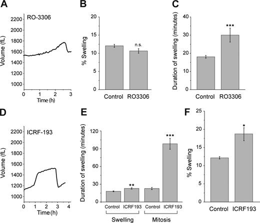 Figure 3. Mitotic swelling is not directly coupled to NEB or chromatin condensation. (A) L1210 cell treated with 2 µM RO-3306 (see Fig. S2 G for single-cell data). (B) Magnitude of swelling during mitosis of control L1210 cells (n = 20, SEM = 0.42) and L1210 cells treated with RO-3306 (n = 11, SEM = 0.63, P = 0.074). n.s., not significant. (C) Duration of swelling during mitosis of control L1210 cells (n = 20, SEM = 2.3) and L1210 cells treated with RO-3306 (n = 11, SEM = 3.85, ***, P < 0.001). (D) L1210 cell treated with both 20 ng/ml ICRF-193 and 5 mM caffeine (see Fig. S2 H for single-cell data). (E) Duration of either swelling or the entire mitosis of control L1210 cells (n = 20, SEM = 0.75 and 2.30) and L1210 cells treated with 10 µg/ml ICRF-193 and 5 mM caffeine (n = 10, SEM = 1.21 and 9.17); **, P = 0.0014; ***, P < 0.001. (F) Magnitude of swelling during mitosis of control L1210 cells and L1210 cells treated with ICRF-193 and caffeine (n = 10, SEM = 0.83; *, P = 0.018). P-values were calculated with Welch t test.