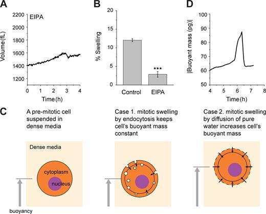 Figure 4. Mitotic swelling is driven by osmotic water exchange and not by endocytosis. (A) L1210 cell treated with 5 µM EIPA (see Fig. S2 I for single-cell data). (B) Control L1210 cells (n = 20, SEM = 0.42) and L1210 cells treated with EIPA (n = 8, SEM = 0.79; ***, P < 0.001). Because the time when cells start to swell is difficult to discern for cells treated with EIPA, the magnitude of shrinking was used instead of swelling. (C) Schematics illustrating two hypotheses of mitotic swelling. When a premitotic cell is suspended in dense medium (light blue), it maintains positive buoyant mass. If a cell swells by internalizing endosomes (light blue circles in the cell), then the buoyant mass remains constant because the internalized medium has the same density as the surrounding medium. If a cell swells by taking up water, its buoyant mass will increase. The gray circle indicates the original cell size before swelling. (D) Buoyant mass of a L1210 cell during mitosis measured only in the dense medium.