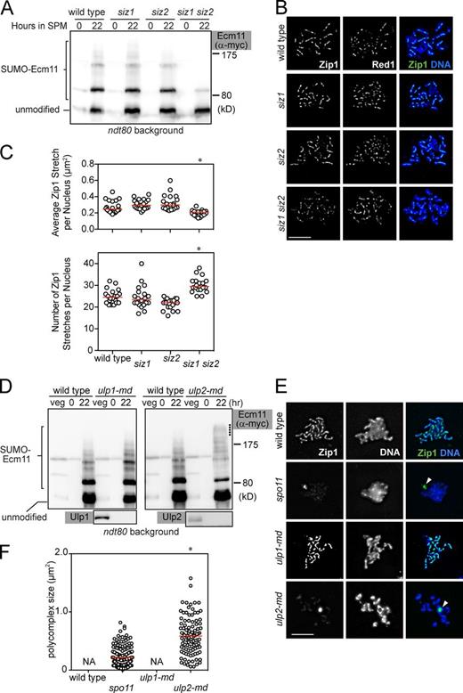 Figure 2. SUMO E3 ligases Siz1 and Siz2 and the SUMO-protease Ulp2 play opposing roles in regulating Zip1 assembly and SUMOylation of Ecm11. (A) SUMOylation of Ecm11 at the 22-h time point was analyzed as in Fig. 1. SPM, sporulation media. (B) Meiotic chromosomes were spread and visualized for indicated proteins and DNA (DAPI). Cells at the 20-h time point are shown. Bar, 5 µm. (C) Zip1 localization pattern was quantitatively analyzed for cells 20 h into meiosis. See Fig. S2 C and Materials and methods for details. Red bars, median values. *, P < 0.001 (Mann-Whitney test), in comparison to wild type. (D) SUMOylation of Ecm11 was analyzed as in A. Dots indicate the location of Ecm11 attached with polySUMO chains longer than those in wild type. (E) Meiotic chromosomes were analyzed as in B. White arrowhead, PC. Bar, 5 µm. (F) PC size was quantitatively analyzed (Materials and methods). In wild type and ulp1-mn, PC formation was barely seen. Red bars, median values. NA, not applicable. *, P < 0.001 (Mann-Whitney test) in comparison to the spo11 mutant.