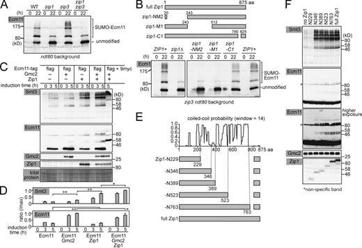 Figure 4. Zip1 N terminus and Gmc2 Activate Ecm11 SUMOylation in vegetative cells. (A) SUMOylation of Ecm11 was analyzed as in Fig 1. (B) Schematic of Zip1 truncation constructs. The effect of indicated zip1 mutations on Ecm11 SUMOylation was assessed by Western blotting. (C) Induction of indicated proteins and their impact on Ecm11 SUMOylation were examined by Western blotting. (D) Quantitative analysis depicting the ratio of SUMOylated Ecm11 as a ratio of maximum SUMOylated Ecm11 (see Materials and methods for quantification). The results are presented as the mean of two independent experiments. Error bar, SEM. *, P < 0.05; **, P < 0.01 (t test). (E) Schematic of Zip1 truncation constructs and their relationship to the high-probability locations forming coiled-coil structures, calculated by COILS (Lupas et al., 1991). (F) The impact of truncating Zip1 on Ecm11 SUMOylation was evaluated by Western blotting using cells harvested 4 h after induction. The antibody that recognizes the C terminus of Zip1 was used, which rendered the constructs carrying a larger fragment of the C terminus more recognizable (Fig. S3 A).