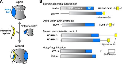 Figure 1. Architecture and roles of HORMA domain proteins. (A) Schematic illustrating how conformational changes in the HORMA domain safety belt (blue) are coupled to the binding of interacting peptides (yellow). In the open state, the safety belt occupies the peptide-interaction site. The hypothetical intermediate state would enable an interacting peptide to bind and subsequently become locked into position once the safety belt binds the opposite side of the domain. Both the safety belt and the interacting peptide associate with the HORMA domain core through β-sheet interactions. (B) Domain diagram of human HORMA domain proteins. Proteins containing verified interacting peptides for each protein are shown in yellow. p31comet interacts in cis with its own C-terminal peptide, whereas the meiotic HORMADs’ C-terminal closure motifs are thought to interact in trans to generate oligomeric assemblies. See Fig. S1 for structures and detailed secondary-structure diagrams of each family.
