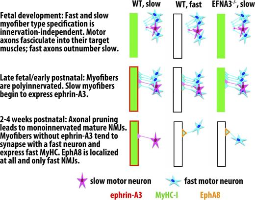 Figure 8. Model for slow muscle fiber specification via ephrin-A3/EphA8 repulsive interactions during postnatal synaptic pruning. We hypothesize that after cell-autonomous slow myofiber specification during embryonic and fetal development, MyHC-I–expressing myofibers begin to express ephrin-A3, leading to preferential elimination of synapses with fast motor axons late in NMJ maturation. In the absence of ephrin-A3, because fast motor axons outnumber slow motor axons in most mixed fiber type muscles, this competitive advantage is lost and the slow myofiber population is largely lost as well because of innervation-dependent fiber type switching to a faster phenotype. It is not yet clear what lineage or local signaling factors induce a subset of terminal Schwann cells to become EphA8+ve, or when and how they become localized to fast NMJs, although they are present at birth and are restricted to maturing fast NMJs by P14 (Fig. S5). We therefore indicate expression of EphA8 only in the final, steady state. WT, wild type.