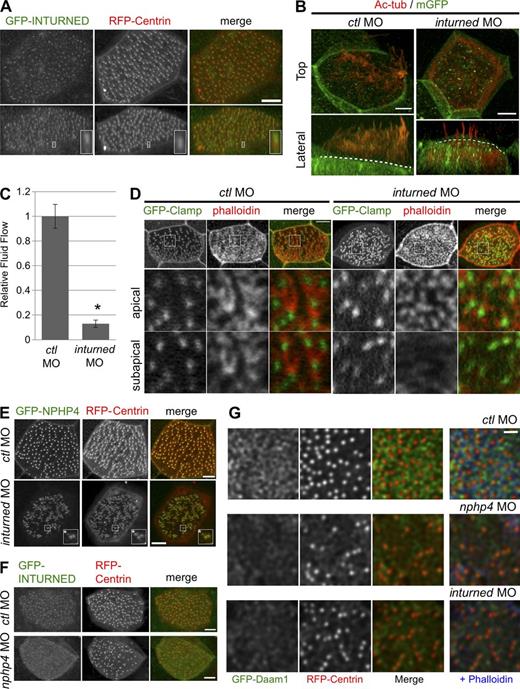 Figure 5. Inturned plays a role similar to Nphp4 for normal ciliogenesis, and basal body localization of Inturned requires Nphp4. (A) GFP-tagged INTURNED (green in merge) preferentially localized to a region distal to the basal body labeled by RFP-Centrin (red in merge). Maximum intensity projection (top) and 3D reconstruction (bottom) of confocal images are shown. The representative localization pattern is shown magnified in the inset (4.3× magnification). (B) Confocal imaging of cilia stained with anti–acetylated tubulin (Ac-tub). Reduced number of cilia formed above the apical cell surface after injection of 17 ng inturned MO. Maximum intensity projection (top) and the projection in the x-z plane (bottom) of confocal images are shown. Dashed line indicates the apical surface of cells as revealed by membrane-associated GFP (mGFP; green). (C) 8 ng inturned MO–injected embryos presented with a decreased rate of ciliary fluid flow across the epidermis. Shown is the summary of four independent experiments (n ≥ 39; t test; *, P = 0.0014). (D) Injection of 8 ng inturned MO resulted in a reduced nucleation of the subapical actin pool as well as fragmentation of apical actin web. Actin and ciliary rootlet were stained with phalloidin (red in merge) and GFP-Clamp (green in merge), respectively. (Top) Maximum intensity projection of serial confocal images. The area enclosed by white boxes was magnified (5.6×); single optical sections at the level of apical actin pool (middle) and subapical actin pool (bottom) are shown. Bars, 5 µm. (E) Localization of GFP-NPHP4 (green in merge) to the basal body (RFP-Centrin, red in merge) was only slightly affected by the depletion of inturned (7 ng MO). Areas enclosed by the white boxes are magnified in the insets (2.5×). Only a small subset of basal bodies in the inturned-deficient cells revealed a reduced accumulation of NPHP4 (asterisks). (F) Depletion of nphp4 (8 ng MO) resulted in a reduced colocalization of GFP-INTURNED (green in merge) with the basal bodies, and GFP-INTURNED revealed a more homogenous distribution in nphp4-deficient cells. (G) Whereas GFP-Daam1 was closely associated with the actin filaments in Xenopus epidermal cells microinjected with a control MO (ctl MO; Fig. S3 F), the depletion of nphp4 or inturned in Xenopus epidermal skin cells decreased both actin and GFP-Daam1 in the subapical region. The image depicts three z sections at a −600 nm in cells as indicated. Bars, 1 µm.