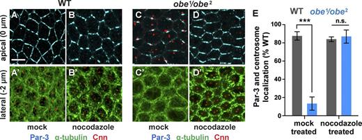Figure 3. The junctional and centrosome defects in obe mutants are rescued by inhibiting microtubule polymerization. (A–D) Wild-type (WT) embryos (A and B) and obe1/obe2 mutants (C and D) at stage 7, either mock treated (A and C) or incubated for 7 min in 56-nM nocodazole immediately before fixation (B and D). Centrosomes (Cnn) moved to a lateral position basal to the Par-3 plane, and Par-3 was distributed along horizontal cell interfaces in mock-treated and nocodazole-treated wild-type embryos (n = 7–10 embryos per condition). In untreated obe mutants, centrosomes remained in the same plane as Par-3 aggregates. Centrosome positioning and Par-3 localization were restored to wild type in nocodazole-treated obe mutants (n = 13–15 embryos per condition). (E) Percentage of embryos with wild-type Par-3 localization (no aggregates) and centrosomes that were correctly positioned laterally. In mock-treated embryos, 87% of obe mutants had Par-3 aggregates compared with 11% of wild-type controls (***, P = 0.0008 by unpaired t test). In nocodazole-treated embryos, 13% of obe mutants had Par-3 aggregates compared with 16% of wild-type controls (n.s., P = 0.72). Means ± SEM between experiments are shown. The obe1/obe2 mutant embryos were the progeny of obe1/obe2 females crossed to obe2/+ males. Anterior left, dorsal up. Bar, 10 µm. See also Fig. S2.