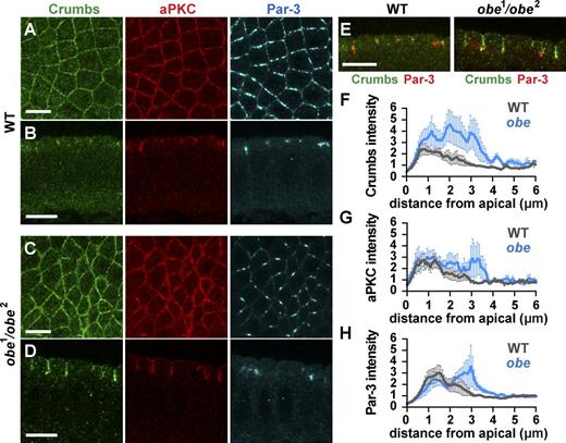 Figure 4. The apical epithelial domain is expanded in obe mutants. (A–D) Localization of Crumbs, aPKC, and Par-3 in wild-type (WT) and obe1/obe2 embryos at stage 7. (E) Merged image of the embryos in B and D showing expansion of the Crumbs apical domain (and the basolateral displacement of Par-3). (F–H) Cortical intensity of Crumbs (F), aPKC (G), and Par-3 (H) along the lateral membrane of wild-type and obe1/obe2 embryos in stage 7 (0 µm is the most apical plane). The Crumbs and aPKC domains were expanded in obe mutants (0.5–4.0 µm) compared with wild type (0.5–2.0 µm; n, four to six embryos per genotype and three to six edges per embryo). Error bars indicate the SEM between embryos. The obe1/obe2 mutant embryos were the progeny of obe1/obe2 females crossed to obe2/+ males. (A and C) Anterior left, dorsal up. (B, D, and E) Cross sections, apical up. Bars, 10 µm. See also Fig. S3.