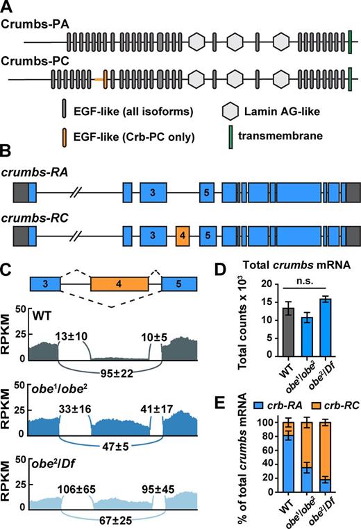 Figure 6. Crumbs alternative splicing is disrupted in obelus mutants. (A) Crumbs-PA contains 28 EGF-like repeats, three lamin AG–like domains, and a transmembrane domain. Crumbs-PC contains an additional EGF-like repeat after repeat 7. (B) Schematics of crumbs splice variants expressed in obe mutants, numbered according to Flybase (dos Santos et al., 2015). Orange, alternative exon included in crumbs-RC. Gray, 5′ and 3′ UTRs. Introns are not to scale. (C) RNA sequencing read density in RPKM (reads per kilobase per million mapped reads) across exon 4 of crumbs and its flanking exons in wild-type (WT; gray), obe1/obe2 (dark blue), and obe2/Df (light blue) embryos at late stage 5/early stage 6. (D) Total crumbs mRNA levels in wild type (13,352 ± 1,061) were not significantly affected in obe1/obe2 (10,800 ± 881.4; P = 0.13) and obe2/Df (15,905 ± 488.3; P = 0.09). n.s., not significant. (E) The percentage of crumbs-RA in wild type (81 ± 4%) is significantly reduced in obe1/obe2 (35 ± 4%; P = 0.0013 by unpaired t test) and obe2/Df (18 ± 3%; P = 0.0002 by unpaired t test; three biological replicates per condition). Means ± SD (C) or ± SEM (D and E) between biological replicates are shown. The obe1/obe2 and obe2/Df mutant embryos were the progeny of obe1/obe2 and obe2/Df(3R)Exel6174 females, respectively, crossed to obe2/+ males. See also Table S1 and Fig. S4.