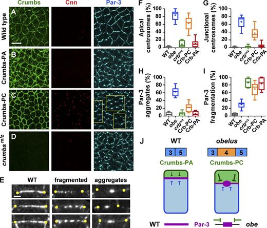 Figure 7. Crumbs overexpression recapitulates the cell polarity defects of obe mutants. (A–D) Localization of Crumbs (anti-Crumbs antibody), centrosomes (Cnn), and Par-3 in wild type (A), embryos overexpressing Crumbs-PA (B) or Crumbs-PC (C), and crumbs11A22 maternal and zygotic mutants (crumbsm/z; D). All embryos are stage 7. Gal4/+ was the wild-type control. Moderate overexpression of Crumbs-PC induced Par-3 aggregation and centrosome mispositioning compared with wild type. Yellow boxes in C highlight representative cell interfaces. (E) Examples of edges with wild type (WT), fragmented, or aggregated Par-3 (white) localization. Left, examples from wild-type embryos. Middle and right, top example from Crumbs-PA and bottom two examples from Crumbs-PC. Yellow dots mark the endpoints of cell interfaces. (F) The percentage of apically mispositioned centrosomes was significantly increased in obe1/obe2 mutants (P < 0.0001) and in embryos overexpressing Crumbs-PC (P < 0.0001 by unpaired t test). Apically mispositioned centrosomes occurred to a lesser extent in crb mutants (P = 0.01) and Crumbs-PA–expressing embryos (P = 0.02). (G) The percentage of centrosomes in close proximity to adherens junctions was significantly increased in embryos overexpressing Crumbs-PC (P < 0.0001) and increased to a lesser extent in embryos overexpressing Crumbs-PA (P = 0.04). (H) The percentage of Par-3–positive edges with single Par-3 aggregates was significantly increased in embryos overexpressing Crumbs-PC (P = 0.0004), but was not affected in crb mutant or Crumbs-PA–expressing embryos (P > 0.5). (I) The percentage of Par-3–positive edges with Par-3 fragmentation was significantly increased in embryos expressing Crumbs-PC, Crumbs-PA, and crumbsm/z mutants (P < 0.0001). Boxes, 25–75th percentile. Whiskers, 5–95th percentile. Horizontal line, median. +, mean. Plot shows the distribution of mean values across embryos (19–49 cells analyzed per embryo in 6–10 embryos per genotype). The obe mutant embryos were the progeny of obe1/obe2 females crossed to obe2/+ males. (J) Model. A switch in isoform expression of the crumbs pre-mRNA in obelus mutants causes Par-3 aggregation, disrupting adherens junction localization and epithelial remodeling. Anterior left, dorsal up. Bars: (A–D) 10 µm; (E) 2 µm. See also Fig. S5.