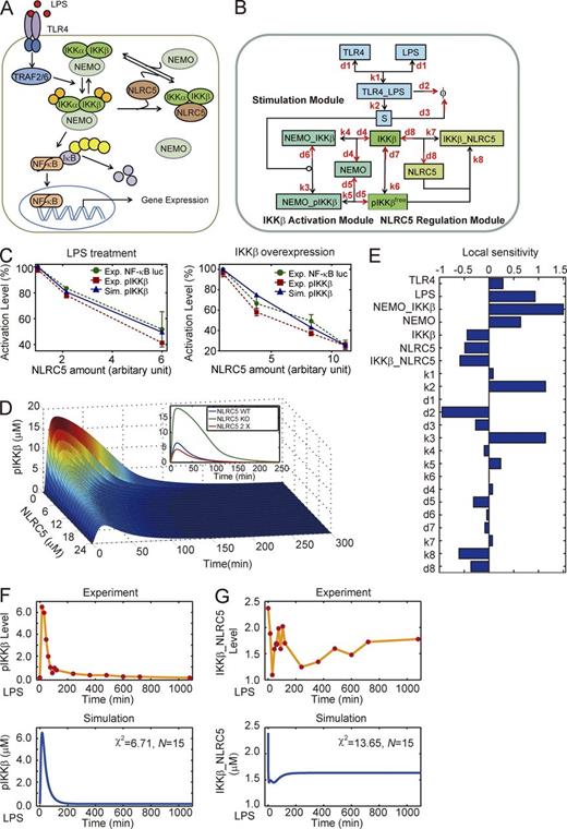 Figure 1. Mathematical model of current NLRC5–IKK-β module cannot reproduce NLRC5–IKK interaction dynamics. (A) Schematic representation of TLR4-mediated NF-κB signaling regulated by NLRC5. (B) The mass action model considering only the competitive interactions between NLRC5 and NEMO to bind IKK-β (model I). (C) Comparison of experimental data from three independent experiments (n = 3; error bars indicate the SD) and simulation results of pIKK-β (the sum of pIKK-βfree and NEMO–pIKK-β; Tables S1 and S2) level from model I. (D) Temporal trajectories of total phosphorylated IKK (pIKK-β + NEMO–pIKK-β; also see Tables S1 and S2) with different levels of NLRC5. The inset denotes total pIKK-β dynamics with NLRC5 KO (no NLRC5 protein), WT, and a twofold elevation (2×) of WT. (E) Local sensitivity coefficients for all kinetic parameters and nonzero initial conditions. (F and G) Temporal curves of pIKK-β levels (F) and IKK-β–NLRC5 complex levels (G) upon treatment of RAW264.7 cells with 200 ng/ml LPS adapted from our previous measurements and simulation results by model I. Φ, null; χ2, the sum of deviations; N, number of experimental points.