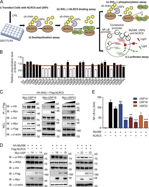 Figure 5. Identification of the specific DUBs responsible for NLRC5 deubiquitination. (A) The workflow showing experimental design to screen potential DUBs of NLRC5. (B) The quantified ubiquitination level of NLRC5 was regulated by USP family (related to Fig. S3 A). n = 3. The red line indicates the average NLRC5 ubiquitination level of all samples. (C) HEK293T/TLR4 cells were transfected with plasmids encoding HA-IKK-β, Flag-NLRC5, and increasing amounts of Myc-USP14, Myc-USP18, or Myc-USP22. Cell lysates were immunoprecipitated with anti-Flag antibodies followed by immunoblotting. (D) HEK293T cells were transfected with plasmids encoding HA-MyD88, Flag-NLRC5, Myc-USP14, Myc-USP18, or Myc-USP22 in the indicated combinations. Cell lysates were immunoblotted with the indicated antibodies. (E) HEK293T cells were transfected with NF-κB–luc and pRL-TK–luc reporters and the plasmids encoding MyD88, NLRC5, USP14, USP18, or USP22 in the indicated combinations and analyzed for NF-κB–dependent luciferase activity. *, P < 0.05; **, P < 0.01; ***, P < 0.001 versus the cells with MyD88 and NLRC5 overexpression (two-tailed Student’s t test). Data are representative of at least three independent experiments. n = 3. Error bars indicate the SEM. IB, immunoblotting; IP, immunoprecipitation; WCL, whole cell lysate.