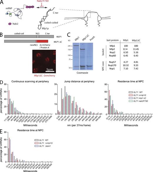 Figure 4. mRNP–NPC interactions mediate perinuclear scanning. (A) Cartoon describing the relationship between the nuclear polyA RNA binding protein Nab2 and the C-terminal domain of Mlp1p. (B) Localization of the Mlp1ΔC-2xmCherry fusion protein to the nuclear periphery. See text for details. (C) Deletion of the C terminus of Mlp1 does not affect basket integrity. Coomassie-stained gel separating protein complexes isolated by single-step affinity purification using Mlp1-ProtA, Mlp1ΔC-ProtA, or ProtA as baits. White line indicates that intervening lanes have been spliced out. Table with normalized peptide counts of copurified proteins as determined by mass spectrometry. Only selected NPC components are shown; for full list, see Table S2. (D) Quantification of GAL1pro-24PP7-GLT1 mRNP scanning behavior in mlp1ΔC and nab2F73D. 156 (WT), 75 (Mlp1-ΔC), and 85 (Nab2 F73D) tracks were analyzed. (E) Frequency of static frames at the periphery for GAL1pro-24PP7-GLT1 mRNPs in Δtom1 strain. P < 0.05, comparing WT versus mutants using a randomized ANOVA followed by posthoc tests, except WT versus Mlp1ΔC for scanning.