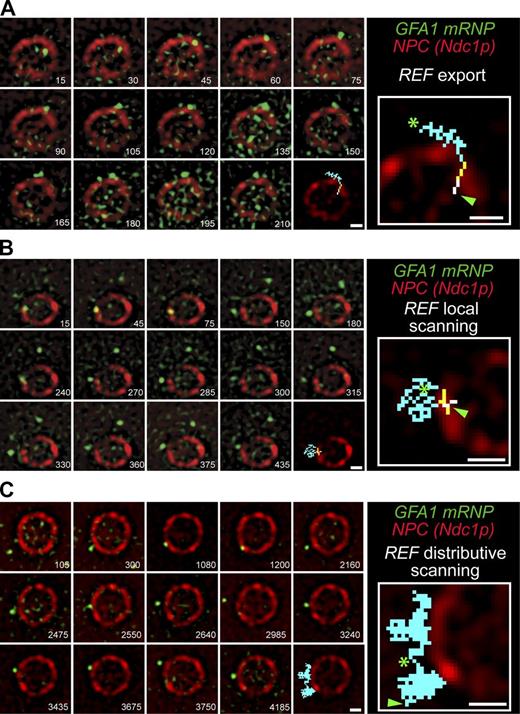 Figure 2. GFA1 mRNP export and NE scanning in REF strain. (A) Merged and registered images show consecutive frames of a successful export event based upon tracking of the tagged GFA1 mRNP across the NE in the REF strain (see Video 2). (B and C) Selected nonconsecutive frames show local (B) and distributive (C) NE scanning interactions between an mRNP and the NE (see Videos 5 and 6, respectively). For all panels, cells were imaged at 26°C and 67 Hz with the time from the start of the event given in the bottom right of each image in milliseconds. The last image and inset show an overlay of the mRNP path that is color coded based on position (white, nuclear docked; yellow, transition; blue, cytoplasmic docked/cytoplasm). Each green arrowhead and star denotes mRNP positions at the beginning and end of the track, respectively. Bars, 1 µm.
