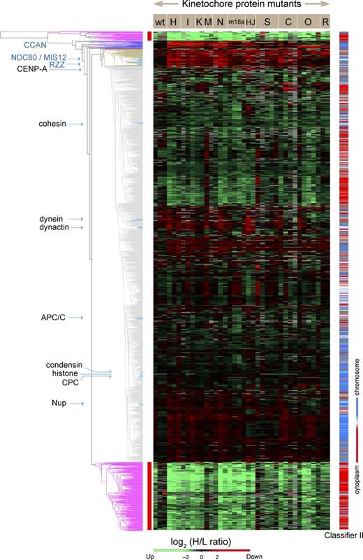 Figure 1. Unbiased cluster analysis reveals coordinated behavior of protein complexes in chromosomes isolated from mutant cell lines. The dendrogram (left) summarizes the relationships between all proteins identified in chromosomes based on the H/L SILAC ratio of each protein in all experiments. The mutant cell lines used for isolation of chromosomes are designated in abbreviated form across the top of the heatmap. The heatmap codes the SILAC ratio of each protein in each experiment (vertical column) in color. Green indicates proteins that increased in mutants or the wild type (wt) grown with complete FBS. Red indicates proteins that decreased in mutants or the wild type grown with complete FBS. Gray blocks correspond to missing values, as some proteins were not identified in every experiment. The color-coded bar on the right shows localization propensity between chromosomes (blue) and cytoplasm (red) according to classifier II, the ratio of the amount of a given protein in chromosomes to that in a corresponding cell equivalent of cytosol (Ohta et al., 2010). The exact values are described in Table S1. Clusters marked with a red side bar next to trees in purple were removed from the analysis as described in Materials and methods. Clusters that contain CCAN and outer kinetochore proteins are extracted, and their details are shown in Fig. 9 A.