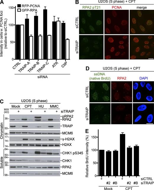 Figure 3. TRAIP promotes ssDNA formation and checkpoint signaling after fork stalling. (A) U2OS cells stably expressing RFP-PCNA and GFP-RPA1 were transfected with the indicated siRNAs and exposed to CPT for 1 h before fixation. The intensity of RFP and GFP foci was quantified by ScanR analysis. (B) U2OS cells were transfected with nontargeting control (CTRL) or TRAIP siRNAs, synchronized in S phase by overnight treatment with thymidine, and then released for 4 h before exposure to CPT (cell cycle profiles are shown in Fig. S3 A). 1 h later, cells were fixed and immunostained with RPA (pT21) and PCNA antibodies. (C) U2OS cells transfected with siRNAs, synchronized, and released as in B were subjected to treatment with CPT (1 h), HU (4 h), or MMC (4 h), collected, fractionated into soluble and chromatin-enriched fractions, and immunoblotted with the indicated antibodies. (D) As in B, except BrdU was added to the medium 24 h before fixation. Cells were immunostained with RPA2 and BrdU antibodies under native conditions. (E) Quantification of data in D using QIBC analysis. Results (mean ± SD) from six independent experiments are shown. Bars, 10 µm. MW, molecular weight.