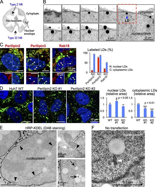 Figure 1. Nuclear LDs in Huh7. Cells used in this and subsequent figures were cultured with 0.4 mM OA for 12 h if not otherwise described. (A) Scheme of type I and type II NR. (B) Serial ultrathin sections (60 nm thick) of cells cultured with 0.2 mM DHA for 2 h to enhance the contrast of membranes. The LD indicated by the arrowhead was verified to be in the nucleoplasm. (C) Immunolabeling of perilipin2 (ADRP), perilipin3 (TIP47), and Rab18. Cytoplasmic LDs were labeled for all three, whereas nuclear LDs were labeled for perilipin3 and Rab18 (arrowheads), but not for perilipin2. Proteins (red), LDs (green), nucleus (blue). The bar graph shows the ratio of labeled LDs in the nucleus and the cytoplasm in one representative experiment out of three (mean ± SEM, n ≥ 99 cells/experiment). (D) Cytoplasmic LD counts were significantly lower in clones deleted with the perilipin2 gene than in the control, but nuclear LD counts were at similar levels. Two independent clones (1 and 2) were examined. The bar graph shows mean ± SD of pooled data from three independent experiments. n ≥ 100 cells/experiment. (E) Cells expressing HRP-KDEL were processed by DAB histochemistry to delineate the ER and the nuclear envelope. Nuclear LDs showed a close association with DAB precipitates, either in linear shapes (arrowheads) or in puncta (arrows), which were thought to represent the type I NR sectioned longitudinally or vertically, respectively. See Fig. S2 A for more examples. (F) Type I NR in association with nuclear LDs (arrowhead) was observed in cells without HRP-KDEL expression by conventional EM.