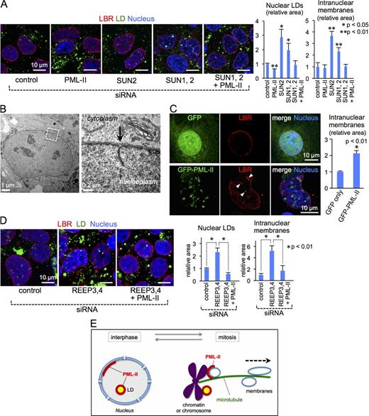 Figure 4. Correlation of PML-II, nuclear LDs, and intranuclear membranes. (A) Knockdown of SUN2 alone or both SUN1 and SUN2 in Huh7 caused increases in nuclear LDs (green) and intranuclear membranes labeled for LBR (red), but the increases were cancelled by additional knockdown of PML-II. In this experiment, OA was not added to the culture medium. The bar graph shows mean ± SD of pooled data from three independent experiments. n ≥ 100 cells/experiment. (B) Type I NR observed in Huh7 after SUN2 knockdown. See Fig. S3 C for more examples. (C) Overexpression of PML-II in Huh7 significantly increased intranuclear membranes labeled for LBR (arrowheads). The bar graph shows mean ± SD of pooled data from three independent experiments. n ≥ 100 cells/experiment. (D) Knockdown of REEP3/4 in Huh7 significantly increased nuclear LDs (green) and intranuclear membranes (red), but the increases were not observed when both REEP3/4 and PML-II were knocked down. Cells were cultured without OA. (E) Correlation between PML-II and nuclear LDs. In most cell types, LDs and membranes are removed from chromatin or chromosome during mitosis by the mechanism involving SUN and REEP proteins. In the limited types of cells forming the PML-II patch (e.g., Huh7), LDs and membranes are potently tethered to chromatin by PML-II, leading to their frequent presence in the interphase nucleus. As shown in Fig. 5, lipid esters are thought to be synthesized in these intranuclear LDs and membranes.