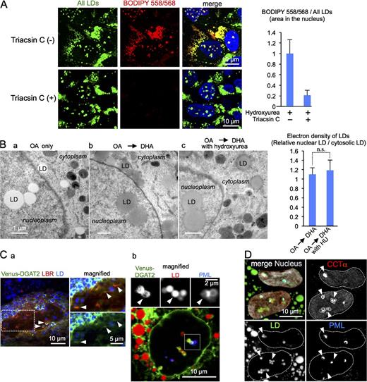 Figure 5. Nuclear LDs in Huh7 grow by incorporating newly synthesized lipid esters. (A) Fluorescence microscopic assay. Cells were incubated for 1 h with a fluorescence fatty acid analog BODIPY558/568-C12 (red) and chased for another hour, all in the presence of 1.5 mM hydroxyurea to inhibit mitosis. After fixation, LDs were labeled with BODIPY493/503 (green; top). BODIPY558/568-positive LDs did not appear when treated with 5 µM triacsin C (bottom), which confirmed that the analog was incorporated into LDs as lipid esters. The bar graph shows mean ± SD of pooled data from three independent experiments. n ≥ 100 cells/experiment. (B) EM assay. Cells were cultured with either 0.4 mM OA for 17 h (a) or 0.4 mM OA for 9 h and then with 0.2 mM DHA for 8 h (b and c), without (b) or with (c) the presence of 1.5 mM hydroxyurea. The electron density of nuclear LDs was increased by DHA to the same degree as that of cytoplasmic LDs, irrespective of the hydroxyurea treatment. The bar graph shows mean ± SD of pooled data from four independent experiments. n = 156 (cytoplasmic LD) and n = 216 (nuclear LD). (C) DGAT2 in the nucleus. Venus-DGAT2 (green) showed (a) colocalization with RFP-LBR (red) and (b) distribution around nuclear LDs (red; arrowheads). Some of those LDs were positively labeled for PML (blue), which confirmed their presence in the nucleoplasm. (D) CCTα in the nucleus. Endogenous CCTα (red) was labeled around nuclear LDs (green; arrowheads), some of which were also labeled positively for PML (blue). CCTα-EGFP showed a similar distribution (Fig. S3 D).