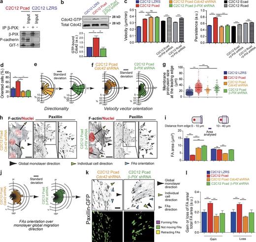 Figure 6. Cdc42 and β-PIX are required for P-cadherin–induced CCM. (a) Lysates of C2C12 LZRS or C2C12 Pcad cells were immunoprecipitated using an anti–β-PIX antibody and immunoblotted for β-PIX, P-cadherin, and GIT-1, a known β-PIX partner. (b) The level of GTP-bound Cdc42 was measured using GST fused to the CRIB domain of PAK (GST-CRIB) in lysates obtained from cells 5–6 h after wounding in C2C12 LZRS, C2C12 Pcad, and C2C12 Pcad cells in which β-PIX was knocked down. Cdc42 was detected by immunoblotting. Histograms represent the GTP-bound Cdc42 normalized to the amount of total protein. The mean ± SEM of five independent experiments is shown. (c) Velocity and persistence of migration measured 4–15 h after removal of the insert in the indicated cells. n = 45 C2C12 Pcad Cdc42 shRNA cells, 50 C2C12 Pcad β-PIX shRNA cells, 230 C2C12 Ecad, 171 C2C12 Rcad, 97 C2C12 Ecad β-PIX shRNA, and 70 C2C12 Rcad β-PIX shRNA cells. The mean ± SEM of five independent experiments is shown. (d) Histogram quantifying cell polarity shown in Fig. S5 h. n = 120 C2C12 Pcad Cdc42 shRNA cells, 90 C2C12 Pcad β-PIX shRNA cells. (e) Rose plots of angle trajectories (i.e., directionality) shown in Fig. S5 i. (f) Orientation of the velocity vector (in Fig. S5 j) measured using MatPIV software in the entire cell layer at 10 h after insert removal. n = 1006 C2C12 Pcad Cdc42 shRNA; 998 C2C12 Pcad β-PIX shRNA cells. Arrowheads indicate the monolayer global migration direction. Compare with Fig. 1 h. (g) Box plots showing the size of membrane protrusions in the indicated cells. Shown is the mean ± SEM: ***, P < 0.0005; ns: nonsignificant. (h) C2C12 Pcad Cdc42 shRNA or β-PIX shRNA cells 8 h after removal of the insert were stained for nuclei (red), F-actin, and paxillin (inverted contrast images). Bar, 15 µm. (i) Quantification of the FA area measured 0–10 µm or 10–40 µm from the leading edge. More than 700 FAs were analyzed from 50 cells. Data represent the mean ± SEM of five independent experiments. (j) Rose plot showing the distribution of angles of FA orientation calculated using the monolayer migration direction as the reference axis; 90° corresponds to the reference axis. More than 700 FAs were analyzed from 50 cells. Data represent the mean ± SEM of five independent experiments. (k) Cells were transfected with paxillin-GFP, and FA dynamics were analyzed as described in Fig. 2 g. An inverted contrast image of paxillin-GFP is in gray. Ratio images (lower panels) were generated to illustrate FA dynamics, with magenta showing the extension and yellow the FA loss. Green represents the FA area maintained during the analyzed period. Bar, 10 µm. (l) FA area gains and losses were quantified over 15 min. The mean values normalized to the area of the FA as well as the change in mean intensity is given. For all panels, the mean ± SEM is shown: ***, P < 0.0005. a.u., arbitrary units.