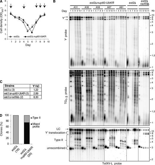 Figure 7. Preventing Nup60 ubiquitylation favors the appearance of mixed survivors upon telomerase disruption. (A) Replicative senescence assays were performed in liquid culture by propagating the cells via serial dilutions to 105 cells/ml every 24 h. Each point represents the mean OD600 value for 17 and 21 independent spores of NUP60 and nup60-UbKR strains disrupted for EST2, respectively. SEMs are indicated for each point. (B) Survivor type for the indicated mutants was determined after DNA digestion with XhoI and Southern blot analysis with subtelomeric Y′ (top), telomeric TG1–3 (middle), and TelXV-L (bottom) probes. Representative clones are shown whose senescence profiles are shown in Fig. S5 B. In the bottom panel, fragments that correspond to Y′ translocations of TelXV-L (indicated by arrows) are larger than the fragments corresponding to Y′ amplifications (tandem Y′s revealed by Y′ probe) because the most proximal Y′ fragment includes an extra subtelomeric sequence (not present in tandem Y's). (C) The intensity of the Y′ elements was normalized to a loading control (LC) corresponding to a nonspecific band obtained with the TelXV-L probe (LC) in several est2Δ, nup60-UbKR est2Δ, and est2Δrad59Δ clones. The mean ratio is indicated for each mutant type. (D) The type of survivor profile is represented for all the NUP60 and nup60-UbKR telomerase minus clones. Mixed refers to the presence of type I and type II survivors in the same culture.