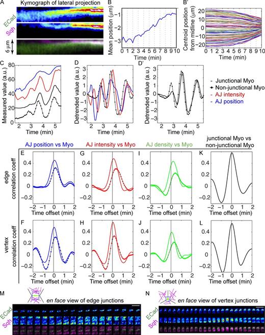 Figure 4. Features of adherens junctions change in pulses and are temporally correlated with myosin activity in ventral cells. (See also Fig. S3.) (A) Kymographs of E-Cad::GFP and Sqh::mCherry from lateral projections shows junctions begin to move apically and become more intensified upon the apical accumulation of apical myosin. (B) Initiation of junction shift (junction mean position) coincides with cell convergence toward the D–V midline of mesodermal epithelium in the same embryo (B′). 102 mesoderm cells from the same embryo were analyzed. (C and D) An example of the measurements of mean position and total intensity of the tracked junctions and the intensity of junctional myosin and nonjunctional myosin. (D and D′) Data in C are detrended to reveal the pulses of each measurement (see Materials and methods). (D) The overlapping peaks of junction parameters and myosin. Only nonjunctional myosin is shown for clarity. (D′) Junctional myosin and nonjunctional myosin show similar changes. Temporal resolution: 5 s. a.u., arbitrary units. (E–J) Mean correlation coefficients between junction features and myosin intensity in ventral cells (n = 30). Colored solid lines: correlation with the junctional myosin. Solid lines with colored dots: correlation with nonjunctional myosin. Mean intensity of E-Cad signal is used as the junction density. (K and L) Temporal correlations between junctional myosin and nonjunctional myosin. (E, G, I, and K) Analysis of edge junctions. (F, H, J, and L) Analysis of vertex junctions. AJ, adherens junction; Myo, myosin. (M and N) En face views of the tracked junctions and their surrounding medial myosin showing junctional myosin accumulates as medial myosin approaches the junctions. (M) Edge junctions. (N) Vertex junctions. Cartoons show the position of the region of interest relative to the cells: junctions in green, myosin in magenta, and region of interest in blue. Bars, 5 µm. n = 30.
