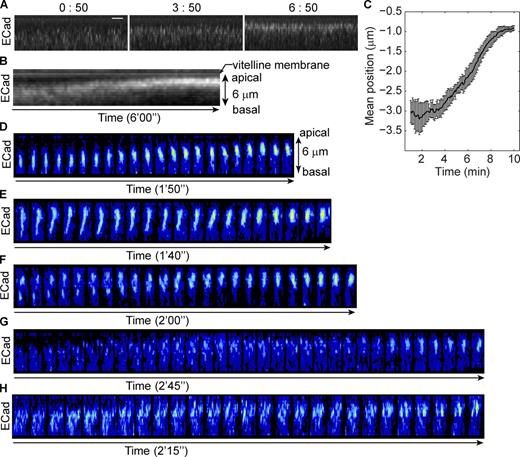 Figure 2. Adherens junctions move directly from subapical position to apical position. (See also Fig. S1 and Videos 1–3.) (A) Projections of resliced stacks show the position and intensity change of E-Cad::GFP in a living embryo. Bar, 2 µm. (B) Kymograph of E-Cad::GFP shows continued movement of junctions. (C) The change of mean position of junctions during apical constriction as indicated by the distance below the vitelline membrane (position of vitelline membrane is defined as 0 µm). n = 5. (D–H) Junction clusters on single vertex or edge visualized by E-Cad::GFP. Each tile is a 3D reconstructed image, and tiles are 5 s apart in time. Only the time periods exclusively showing a single mode of movement are shown. (D) A single junction cluster moves from subapical to apical position. (E) A junction cluster shrinks along the apical-basal axis. (F) Two junction clusters on a single vertex move apically while the more basal one catches up and fuses with the more apical one. (G) Junction clusters form de novo around apical position. (H) Clusters on a single edge move apically as a group.