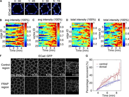 Figure 3. Adherens junctions are enhanced in total intensity and density during the apical shift. (See also Fig. S2.) (A) Projections of a single cell visualized by E-Cad::GFP show the change in intensity and density of the junctions during gastrulation. Bar, 2 µm. (B and C) Changes in the mean intensity of E-Cad signal at individual edge (B) and vertex (C) junctions (averaged by the number of nonzero pixels after image thresholding). (D and E) Changes in the total amount of E-Cad at individual edge (D) and vertex (E) junctions. For B–E, the values at different time points of each edge or vertex sample are normalized by the maximum value of that edge or vertex during the time period presented. (F) A FRAP region compared with an unbleached control region in the same embryo. Bar, 10 µm. (G) The percentage of bleached molecules recovered from the beginning of junction shift, calculated by comparing fluorescence intensity in the control and bleached regions. FRAP was performed on three embryos for both dorsal and ventral regions.