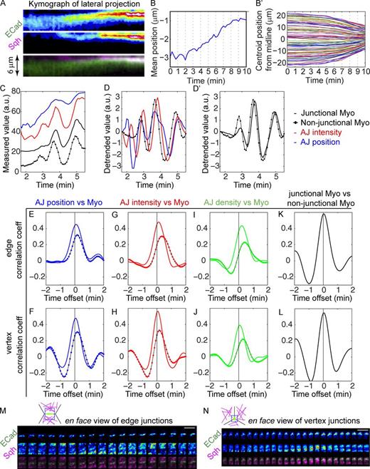 Figure 4. Features of adherens junctions change in pulses and are temporally correlated with myosin activity in ventral cells. (See also Fig. S3.) (A) Kymographs of E-Cad::GFP and Sqh::mCherry from lateral projections shows junctions begin to move apically and become more intensified upon the apical accumulation of apical myosin. (B) Initiation of junction shift (junction mean position) coincides with cell convergence toward the D–V midline of mesodermal epithelium in the same embryo (B′). 102 mesoderm cells from the same embryo were analyzed. (C and D) An example of the measurements of mean position and total intensity of the tracked junctions and the intensity of junctional myosin and nonjunctional myosin. (D and D′) Data in C are detrended to reveal the pulses of each measurement (see Materials and methods). (D) The overlapping peaks of junction parameters and myosin. Only nonjunctional myosin is shown for clarity. (D′) Junctional myosin and nonjunctional myosin show similar changes. Temporal resolution: 5 s. a.u., arbitrary units. (E–J) Mean correlation coefficients between junction features and myosin intensity in ventral cells (n = 30). Colored solid lines: correlation with the junctional myosin. Solid lines with colored dots: correlation with nonjunctional myosin. Mean intensity of E-Cad signal is used as the junction density. (K and L) Temporal correlations between junctional myosin and nonjunctional myosin. (E, G, I, and K) Analysis of edge junctions. (F, H, J, and L) Analysis of vertex junctions. AJ, adherens junction; Myo, myosin. (M and N) En face views of the tracked junctions and their surrounding medial myosin showing junctional myosin accumulates as medial myosin approaches the junctions. (M) Edge junctions. (N) Vertex junctions. Cartoons show the position of the region of interest relative to the cells: junctions in green, myosin in magenta, and region of interest in blue. Bars, 5 µm. n = 30.