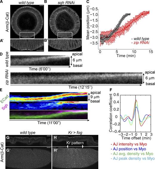 Figure 5. Myosin is required for the junctional remodeling and ectopic activation of myosin remodels junctions in a manner recapitulating that of mesodermal cells. (See also Fig. S4.) (A and B) Strong myosin RNAi (sqh RNAi) leads to loss of adherens junctions. Bar, 20 µm. (A′ and B′) Zoom-in images of the ventral cells. Bar, 20 µm. (C) Comparison between wild-type and moderate myosin RNAi (RNAi against zip) embryos on the time required for the junction shift. n = 5 for wild-type and n = 4 for zip RNAi. (D) Kymographs of E-Cad::GFP in ventral cells of wild-type and zip RNAi embryos. (E) Kymographs of E-Cad::GFP and Sqh::mCherry in dorsal cells with ectopic myosin contraction. (F) Mean correlation coefficients between myosin activity and junctional features in dorsal cells expressing Fog. The intensity of myosin including junctional and nonjunctional myosin is used here for correlation analysis. n = 26. (G and H) Arm staining in a wild-type (G) and a kr>fog (H) embryo. G and H are midsagittal sections of dorsal cells. G′ and H′ are max projections of the lateral surface of the embryos. Bars, 20 µm. β-Cat, β-catenin; AJ, adherens junctions; Myo, myosin.