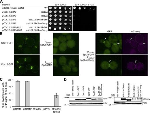 Figure 3. Spr3 and Spr28 do not functionally substitute for Cdc12 and Cdc11 in vegetative cells and are competent to associate with mitotic septins only when coexpressed. (A) Haploid cells of the indicated genotype (middle column) and containing a URA3-marked plasmid (left column) expressing wild-type CDC11 or wild-type CDC12, or both (to ensure viability) were grown in selective (−Ura) medium and then serially diluted onto control medium (synthetic complete; left) or the same medium containing 5-FOA to select against the URA3-marked covering plasmid (right). Where indicated, sporulation-specific septins SPR28-GFP and SPR3-mCherry were expressed from the CDC11 and CDC12 promoters, respectively, at the corresponding chromosomal loci. (B) Otherwise wild-type cells expressing the indicated fluorescently-tagged septins were grown to mid-exponential phase in YPD and visualized by fluorescence microscopy. Faint dotted white lines, yeast cells periphery; arrowheads, fluorescent signal at the bud neck. Bar, 2 µm. (C) Quantification of B. Hundreds of cells in independent cultures expressing tagged Spr28 alone (n = 3), tagged Spr3 alone (n = 3), or both (n = 5) were examined by fluorescence microscopy. Bars, mean percentage of the budded cells that displayed a visible fluorescent signal at the bud neck; error bar, standard deviation of the mean. (D) To analyze expression of the indicated fluorescently tagged septins in the cells from B (left) and Fig. S1 (right), equivalent numbers of cells were lysed, resolved by SDS-PAGE, transferred to a nitrocellulose filter, and probed with appropriate antibodies (anti-GFP, anti-DsRed, or anti-Pgk1). Pgk1, control for equivalent protein loading.