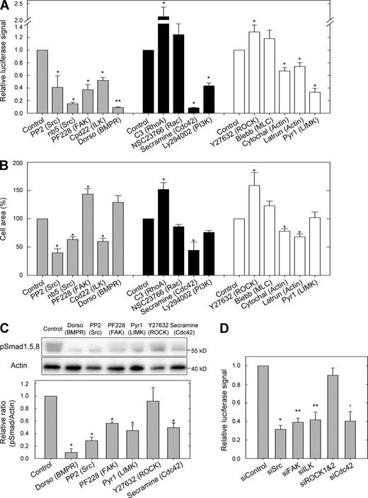 Figure 5. Src, FAK, ILK, and Cdc42, but not ROCK, mediated BMP-2 signaling induced by bBMP-2. (A) Luciferase activity of p(BRE) luciferase-transfected C2C12 cells was measured after 15 h of plating on soft film with bBMP-2 in the presence of various inhibitors of integrin and of Smad signaling (see list in Table S2). Gray panel: inhibitors of Src, FAK, ILK, and BMPR receptors PP2 (Src), nb5 (Src), PF228 (FAK), ILK (Cpd22), and dorsomorphin (BMPR); black panel: inhibitors of RhoGTPases C3 transferase (RhoA), NSC23766 (Rac), Secramine (Cdc42), Ly294002 (PI3 kinase); white panel: inhibitors of cell cytoskeleton and cell tension Y27632 (ROCK), blebbistatin (myosin II), cytochalasin D, latrunculin (F-actin), and Pyr1 (LIMK). (B) Cell spreading area of C2C12 cells cultured for 4 h on soft films with bBMP-2 in the presence of the same inhibitors as for A was quantified. For cell spreading analyses, 60 cells were analyzed per condition (n = 3). Data are mean ± SEM. The control condition (bBMP-2 on soft films) was normalized to 1 or 100% for luciferase signal and cell spreading, respectively. (C) Effect of inhibitors on Smad1,5,8 phosphorylation. Western blot of phospho-Smad1,5,8 (C, top) and corresponding quantitative analysis (bottom) after cell culture for 4 h on soft films with bBMP-2 in the presence of various inhibitors: dorsomorphin (BMPR), PP2 (Src), PF228 (FAK), Pyr1 (LIMK), Y27632 (ROCK), and Secramine (Cdc42). (D) Measurement of luciferase activity after 15 h of culture on soft film with matrix-bound BMP-2 upon siRNA treatment against Src, FAK, ILK, ROCK1&2, and Cdc42. The control condition (bBMP-2 on soft films) was normalized to 1 for luciferase signal. Data are mean + SEM (n = 3); *, P ≤ 0.05; **, P ≤ 0.005, compared with the control condition.