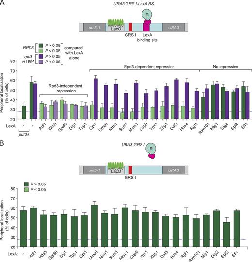 Figure 6. A general role for repressors in regulating zip code–mediated targeting to the nuclear periphery. (A and B) Peripheral localization of URA3-GRS I-LexA BS (A) or URA3-GRS I (B) in strains expressing LexA alone (−) or LexA fused to the indicated full-length repressors (see www.yeastgenome.org for descriptions of all gene names). These LexA fusions were validated as described in Methods and in Fig. S3. LexA fusions were tested for their ability to block GRS I–mediated targeting in both RPD3 (A and B; light green or forest green) and rpd3 H188A (A; lavender or purple) strains. Repressors that resulted in a statistically significantly decrease in peripheral localization compared with LexA alone (P < 0.05; Fisher exact test) are indicated in light green (RPD3) and lavender (rpd3 H188A); repressors that did not affect GRS I–mediated peripheral localization are indicated in forest green (RPD3) and purple (rpd3 H188A) bars. Mean and SEM from three of more biological replicates (30–50 cells per replicate).