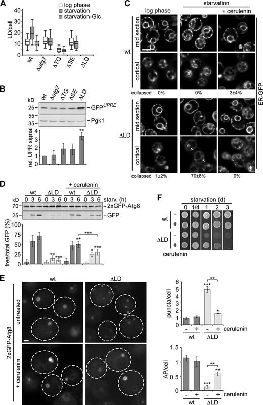 Figure 2. Inhibition of de novo FA synthesis improves autophagy, ER morphology, and cell survival of LD-deficient cells during starvation. (A) Number of BODIPY493/503-stained LDs in wt, Δatg7, ΔTG, ΔSE, and ΔLD cells during log phase and starvation ± glucose (Glu) after 6 h (150 cells per strain) analyzed by fluorescence microscopy as shown in Fig. S1 C. (B) wt, Δatg7, ΔTG, ΔSE, and ΔLD cells expressing 4xUPRE-GFP grown to log phase were analyzed by whole-cell extraction and Western blot analysis using α-GFP and α-Pgk1 antibodies. GFP signals were normalized to Pgk1 and expressed relative (rel.) to wt cells in log phase (set as one). Data are means ± SD (n = 4). (C) wt and ΔLD cells expressing GFP-HDEL (ER-targeted GFP) were imaged in log phase or after 1 h of starvation ± cerulenin (10 µg/ml). Images show single cortical and mid sections of the same Z-stack. Quantifications of cells with a collapsed ER network of dilated tubules (arrows) as seen for ΔLD cells during starvation are mean ± SD (≥150 cells; n = 3). Bar, 5 µm. (D) Autophagy flux of wt and ΔLD cells expressing 2xGFP-ATG8 during starvation ± cerulenin (10 µg/ml). Data are means ± SD (n = 5). (E) Cells were treated as described in D and imaged and analyzed by fluorescence microscopy as described in Fig. 1 B. Data are means ± SD (≥150 cells; n = 3). Dashed lines indicate cell boundaries. Bar, 1 µm. (F) Survival of indicated strains treated as in D during starvation. t test in B, D, and E: *, P < 0.05; **, P < 0.01; ***, P < 0.001.
