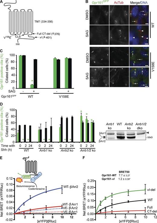 Figure 1. Ciliary loss of Gpr161 depends on its signaling activity and direct binding to β-arrestins. (A) Cartoon representing mutations in mouse Gpr161 (NP_001074595.1). CLS, ciliary localization signal (Mukhopadhyay et al., 2013); Δ, deletion of the C tail; CT, C terminus. (B and C) Confluent NIH 3T3 Flp-In cells stably expressing GFP-tagged WT and full-length Gpr161 mutant (V158E) were starved for 24 h, treated ±SAG (500 nM) for the last 4 h before fixing, and immunostained with anti-GFP (green) and anti–acetylated tubulin (AcTub; red) antibodies. Arrows and arrowheads indicate cilia positive and negative for Gpr161, respectively. All images were imported from ImageJ using similar parameters. Bar, 5 µm. Data represent mean ± SD from three independent experiments (C). *, P < 0.0001 with respect to untreated WT Gpr161. (D) Confluent WT, β-arrestin1 (Arrb1), β-arrestin2 (Arrb1), and β-arrestin1/2 double-knockout MEFs (Arrb1/2 ko) were serum starved for 48 h, treated ±Shh (300 ng/ml) for the indicated time points before fixation, and immunostained with anti-Gpr161 and anti–acetylated tubulin antibodies. Data represent mean ± SD from two independent experiments. *, P < 0.0001 with respect to untreated WT cells. Untreated whole-cell lysates immunoblotted with anti–β-arrestin (A1CT) antibody are shown to the right (arrowhead, nonspecific band). (E and F) T-REx 293 cells cotransfected with a constant amount of Rluc-tagged β-arrestin1/2 (donor) and increasing amounts of eYFP-tagged WT or indicated Gpr161 mutants (acceptor) were incubated with coelenterazine-h (5 µM) for 10 min. Readings were taken using the 475- and 535-nm emission filters simultaneously to compute net BRET ratios (Materials and methods). Total DNA transfected was maintained constant by transfecting empty vector. BRET50 values are shown above (Materials and methods). Data represent mean ± SD from three independent experiments. *, P = 0.01 with respect to only Gpr161/β-arrestin2 cotransfected cells. See also Fig. S1.