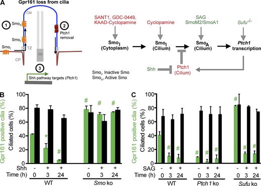 Figure 2. Steady-state localization of Gpr161 in cilia is not controlled by Shh pathway activity. (A) Alternative models for Shh pathway activation-mediated Gpr161 loss from cilia: accumulation of Smo, removal of Ptch1, or downstream activation of pathway targets (left). Cartoon showing regulation of Smo trafficking to cilia by Smo antagonists (right; adapted partly from Rohatgi et al., 2009). Sufu−/− MEFs show increased Ptch1 levels in cilia (Fig. S2 E). (B and C) Confluent WT, Smo−/−, Ptch1−/− or Sufu−/− MEFs were serum starved for 48 h, treated ±500 nM SAG or 300 ng/ml octyl-Shh for the indicated time periods before fixation, and immunostained using anti-Gpr161 and anti–acetylated tubulin antibodies. Quantification of Gpr161-positive cilia from two independent experiments (mean ± SD). *, P < 0.05; #, P < 0.01 with respect to untreated WT cells in each panel. See also Fig. S2.