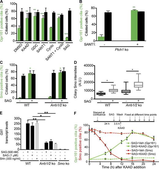 Figure 3. Presence of activated Smo in cilia determines steady-state levels of Gpr161. (A) Confluent WT MEFs were serum starved for 48 h, treated ±drugs for 24 h before fixation, and immunostained as in Figure 2 (B and C). Drugs used were as follows: 500 nM SAG, 1 µM KAAD-cyclopamine (KAAD), 1 µM GDC-0449 (GDC), 1 µM SANT1, and 5 µM cyclopamine (cyclo). Data represent mean ± SD from at least three independent experiments. **, P < 0.01; ***, P < 0.001 with respect to DMSO-treated cells. (B) Confluent Ptch1−/− MEFs were serum starved for 48 h, treated ±1 µM SANT1 for the last 24 h before fixation, and processed as in A. Quantification from two independent experiments (mean ± SD). **, P < 0.01 with respect to untreated cells. (C and D) Confluent WT and β-arrestin1/2 double-knockout MEFs (Arrb1/2 ko) were serum starved for 48 h, treated ±1 µM SAG in starvation media for 36 h before fixation, and immunostained using anti-Smo and anti–acetylated tubulin antibodies. Quantification from two independent experiments (mean ± SD) in C. Pixel intensities of Smo levels in cilia were determined by immunofluorescence (D); A.U., arbitrary units of fluorescence; n ≥ 43 each. *, P < 0.001 with respect to untreated cells in each background in C and D. (E) Confluent WT, Arrb1/2 double-knockout, or Smo knockout MEFs were starved for 18 h and further treated ± SAG/Shh for 30 h in starvation medium. Total RNA was isolated, and Gli1 expression levels were determined by quantitative real-time RT-PCR. Data represent mean ± SD from three experiments. *, P < 0.05; **, P < 0.01. (F) Confluent IMCD3 Flp-In cells were starved for 24 h. Next, cells were treated with 500 nM SAG for 3.5 h in starvation media, washed, and further treated ±1 µM KAAD-cyclopamine (KAAD) in starvation media before fixing. Cells were processed for Gpr161- and Smo-positive cilia by immunofluorescence. SAG>Veh and SAG>KAAD denotes pretreatment with SAG and subsequent treatment with vehicle (DMSO) or KAAD-cyclopamine, respectively. Data represent mean ± SD from three experiments for Gpr161 quantification and three fields from one experiment for Smo quantification. See also Fig. S3.