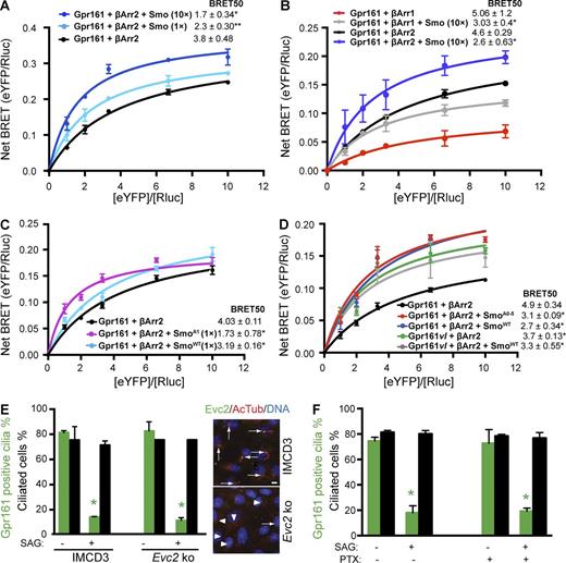 Figure 4. Smo enhances recruitment of β-Arrestin to Gpr161. (A–D) T-REx 293 cells were cotransfected with a constant amount of Rluc–β-arrestin1/2 (donor) and increasing amounts of Gpr161-eYFP or Gpr161vl-eYFP (acceptor), ± untagged human Smo (0.1 µg/well of a six-well plate, 1×; 1 µg/well of a six-well plate, 10×; A and B) or mouse SmoWT-Myc, SmoA1-Myc or SmoA0-5-Myc (0.1 µg each/well of a six-well plate, 1× in C; 1 µg/well of a six-well plate, 10× in D). Cells were subjected to BRET analysis (Materials and methods). The titration curves are mean ± SEM from three independent experiments in all panels. *, P < 0.05; **, P < 0.01 for BRET50 values with respect to only Gpr161/β-arrestin2 cotransfected cells in each panel. Total DNA transfected was maintained constant by transfecting empty vector. (E) IMCD3 Flp-In cells were knocked out for Evc2 using CRISPR/Cas9 genome editing technology. Confluent cells were starved ±250 nM SAG for the last 24 h before fixing and immunostained to quantify for Gpr161-positive cilia. Data represent mean ± SD from two independent experiments. *, P < 0.05 with respect to DMSO-treated cells in each case. Merged images on right show Evc2-positive cilia as assessed by immunofluorescence; 80% (n = 485) in WT and 26% (n = 552) in Evc2 knockout. Bar, 5 µm (F) Confluent IMCD3 Flp-In cells were treated ±250 nM SAG ±800 ng/ml pertussis toxin for 24 h in starvation media after reaching confluence, fixed, and immunostained to quantify for Gpr161-positive cilia. Data represent mean ± SD from two independent experiments. *, P < 0.01 with respect to DMSO-treated cells in each case. See also Fig. S4.