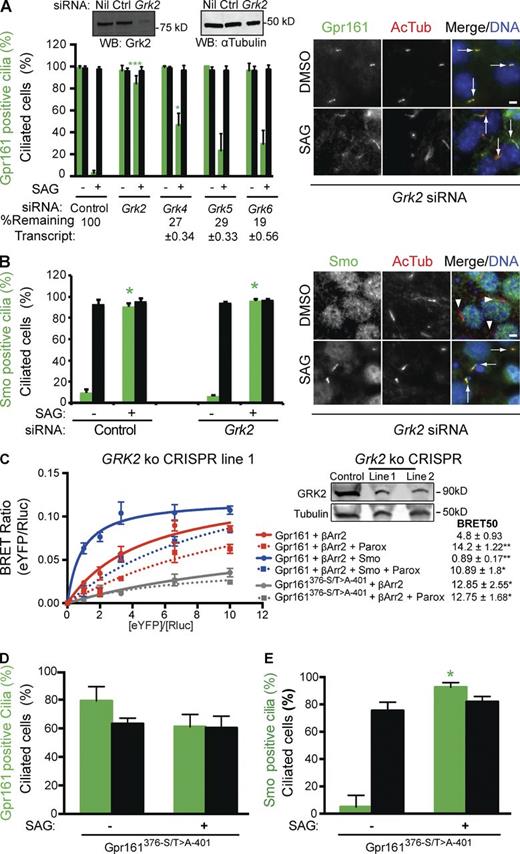 Figure 5. The GPCR kinase Grk2 determines removal of Gpr161 from cilia by inhibiting β-arrestin binding to the receptor. (A and B) IMCD3 Flp-In cells were reverse transfected with siRNA against indicated Grks for 72 h. Confluent cells were starved for the last 24 h ±250 nM SAG before fixing and processed for immunofluorescence using anti-Gpr161/Smo and anti–acetylated tubulin antibodies to quantify cilia positive for Gpr161/Smo by microscopy. Data represent mean ± SD from four independent experiments (A) and three separate fields from one experiment (B). *, P < 0.01; ***, P < 0.0001 with respect to SAG-treated control (ctrl) siRNA-treated cells (A); *, P < 0.0001 with respect to untreated cells in each condition (B). Inset in A shows the efficiency of Grk2 knockdown as assessed by immunoblotting. “% Remaining” siRNA (mean ± SD) for respective genes with respect to control siRNA-treated cells by quantitative real-time RT-PCR is shown at the bottom for Grk4-6. Arrows refer to Gpr161- or Smo-positive cilia, and arrowheads denote Smo-negative cilia. Bar, 5 µm. (C) GRK2 knockout (ko) lines in T-REx 293 cells were generated using CRISPR technology. Knockout lines were cotransfected with a constant amount of Rluc–β-arrestin2 (donor) and increasing amounts of eYFP-tagged Gpr161 WT or phosphosite mutant (acceptor) ±1 µg untagged human Smo per well of a six-well plate. The phosphosite mutant (C–E) constitutes mutating seven S/T to A in the C tail of full-length Gpr161 (376–401 aa; 376-ESFVQRQRTSRLFSISNRITDLGLSP-401). Cells were subjected to BRET analysis (Materials and methods) after pretreatment ±50 µM paroxetine (a selective GRK2 inhibitor) for 1 h (Thal et al., 2012; Homan et al., 2014). The titration curves are mean ± SD from two independent experiments. Efficiency of GRK2 knockouts as assessed by immunoblotting is shown to the top right. BRET assays performed in knockout line 2 are shown in Fig. S4 C. *, P < 0.05; **, P < 0.01 with respect to Rluc–β-arrestin2 binding to Gpr161-eYFP. (D and E) Confluent NIH 3T3 Flp-In cells stably expressing GFP-tagged Gpr161 phosphosite mutant were starved ±1 µM SAG, fixed, and processed for immunofluorescence and microscopy for Gpr161/Smo and acetylated tubulin. Bar, 5 µm. Data represent mean ± SD from two independent experiments (D) and three separate fields from one experiment (E). *, P < 0.001 with respect to untreated cells. See also Fig. S4.