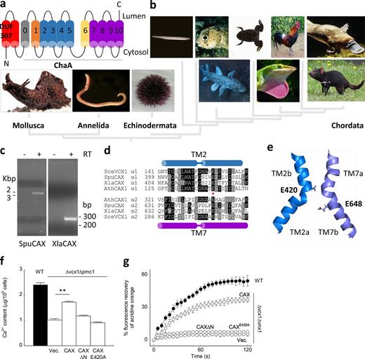 Figure 1. CAXs are widespread in the animal kingdom. (a) Proposed consensus topology of animal CAXs depicting a cytosolic N terminus, 13 transmembrane regions (cylinders), and a luminal C terminus. An N-terminal domain of unknown function (DUF 307) and a Ca2+/H+ antiporter (ChaA) domain comprising 11 transmembrane regions numbered 0–10 are highlighted. (b) CAX phylogeny in major metazoan phyla. Organisms depicted from left to right are Aplysia californica, Capitella teleta, Strongylocentrotus purpuratus, Branchiostoma floridae, Takifugu rubripes, Latimeria chalumna, Xenopus tropicalis, Anolis carolinensis, Gallus gallus, Ornithorhynchus anatinus, and Sarcophilus harrisii. See Table S2 for accession numbers. (c) Expression of animal CAXs. Agarose gel analysis of PCR reactions using primers specific for S. purpuratus (left) or Xenopus (right) CAX and templates prepared from RNA isolated from eggs and stage 16–18 embryos, respectively. Reactions were performed either with (+) or without (−) reverse transcription (RT). (d) Sequence comparison of animal, plant, and yeast CAXs. ClustalW2 multiple sequence alignment of TM2 and TM7 of the α1 and α2 repeats of CAX, respectively, from the sea urchin (SpuCAX), frog (XlaCAX), yeast (SceVCX1), and plant (AthCAX). *, glutamate residues conserved in both repeats. (e) Structural model of animal CAX. Magnified view of TM2 and 7 of Xenopus CAX highlighting E420 and E648, likely important for ion coordination. (f and g) Effect of CAX on Ca2+ homeostasis in yeast. (f) Inductively coupled plasma emission spectroscopy of total Ca2+ content. Data (n = 9) are from wild-type (WT) or Δvcx1Δpmc1 yeast grown in 10 mM Ca2+ and transformed with empty vector (Vec.) or vectors expressing CAX, CAXΔN, and CAXE420A. (g) Ca2+/H+ exchange measurements using endomembrane-enriched membrane vesicles and acridine orange fluorescence recovery in response to 50 µM Ca2+. Data (n = 4 preparations) are from wild-type or Δvcx1Δvnx1 yeast transformed with the indicated vector. Error bars represent SEM. **, P < 0.01.