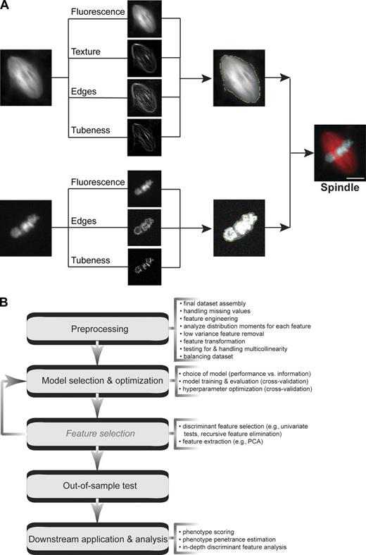 Figure 1. Highly accurate spindle segmentation allows quantitative analysis of the Xenopus extract spindle. (A) Segmentation scheme for Xenopus extract spindles relies on fluorescence, texture, edges, and tubeness for microtubule structures and fluorescence, edges, and tubeness for chromatin. Bar, 10 µm. All of the raw images analyzed are available at ftp://xenbaseturbofrog.org/. (B) Multivariate data analysis workflow for the data generated by CellProfiler pipeline. Most of the steps listed were applied to the analysis corresponding to Figs. 5, 6, S2, and S3, and the code is available at https://github.com/MultivariateSpindleResource/Super-Spindle-DataSet.