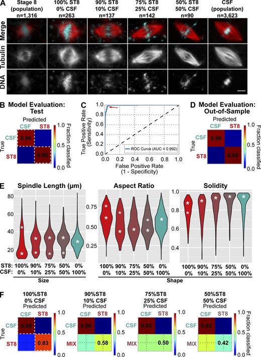 Figure 5. Meiotic cytoplasm has a dominant effect on spindle morphology. (A) Example images of X. laevis spindles formed in stage 8, CSF, and mixed extracts. Bar, 10 µm. (B) Cross-validation based evaluation of classification model (generalized linear model, LASSO-penalized logistic regression) on a CSF/stage 8 (ST8) spindle quantification test set (not used for training). Color scale ranges from blue (0% of objects classified to the group) to red (100% of objects classified). White dashed line indicates correctly classified objects with classification accuracy marked. (C) Receiver-operating characteristic (ROC) curve, an alternative assessment of the classification model performance for the model in B with area under the curve (AUC) marked. Optimal probability threshold for the logistic regression model (red arrow indicates maximum sensitivity and specificity) is 0.6. AUC is 0.99 (perfect model, with 100% specificity and 100% sensitivity would have AUC = 1.0). (D) Evaluation of classification model from Fig. 3 A on out-of-sample data. Accuracy for correctly classified spindles is marked (main diagonal, dark red). (E) Violin plots showing distributions of spindle length, aspect ratio, and solidity for structures assembled in stage 8, CSF, or mixed extracts (see also Fig. S3). White asterisks correspond to inferred maxima of distributions (Materials and methods). Major maxima are in bold. (F) The classification model (B–D) accurately distinguished CSF and stage 8 spindles but failed to accurately classify stage 8 spindles in mixed extracts.