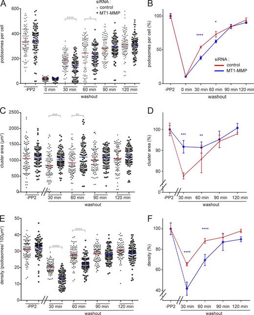 Figure 7. Podosome reformation proceeds less efficiently in cells depleted for MT1-MMP. Statistical evaluations of podosome numbers (A and B), area covered by podosome groups (“clusters”; C and D), or podosome density (podosomes/100 µm2; E and F) during a podosome reformation assay. Parameters were evaluated in cells before disruption of podosomes (“-PP2”) or after treatment with podosome-disrupting PP2 and washout of the drug for the indicated periods, in cells treated with control siRNA (black triangles) or cells treated with MT1-MMP–specific siRNA (open circles). Each dot in A–C represents a single cell, with n = 3 × 30, for cells from three different donors. Diagrams in B, D, and F show data as respective line diagrams. Podosomes are mostly absent at 0 min of the washout (A); podosome-covered area (B) and podosome density (C) were not evaluated for this time point. Note that podosome density of MT1-MMP–depleted cells is significantly different from controls at 30- and 60-min time points (C). Values are given as means ± SD. *, P < 0.05; **, P < 0.01; ***, P < 0.001; ****, P < 0.0001. For specific values, see Table S2.