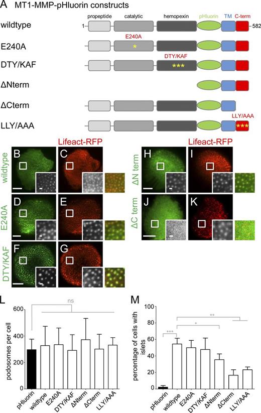 Figure 8. The cytoplasmic tail of MT1-MMP is necessary for localization of the protease to podosomes. (A) Domain structure of MT1-MMP, containing a propeptide domain absent in the activated protease, a catalytic domain harboring protease activity, a hemopexin domain involved in oligomerization, a transmembrane domain, and a C-terminal cytoplasmic domain. pHluorin was inserted as an intramolecular tag N terminally of the transmembrane domain and is thus extracellular on the surface-exposed protease. First and last amino acid residues are indicated. Yellow asterisks indicate respective point mutants (E240A; DTY/KAF, D385K, T412A, Y436F; LLY/AAA, L571A, L572A, L573A). (B–K) TIRF micrographs of macrophages expressing indicated MT1-MMP-pHluorin constructs (green), together with Lifeact-RFP (red). White boxes indicate areas of detail images shown in black and white insets, with colored merges on the right. Note absence of ΔCterm construct from podosomes (J and K). Bars: 10 µm; (insets) 1 µm. (L and M) Statistical evaluation of podosome numbers in cells expressing indicated MT1-MMP-pHluorin constructs (L) or of MT1-MMP-pHluorin siRNA-insensitive constructs localizing to islets in cells depleted for endogenous MT1-MMP (M). For each value, 3 × 5 cells from three different donors were evaluated. Bars represent mean ± SD. *, P < 0.05; **, P < 0.001; ***, P < 0.0001. For specific values, see Table S2.