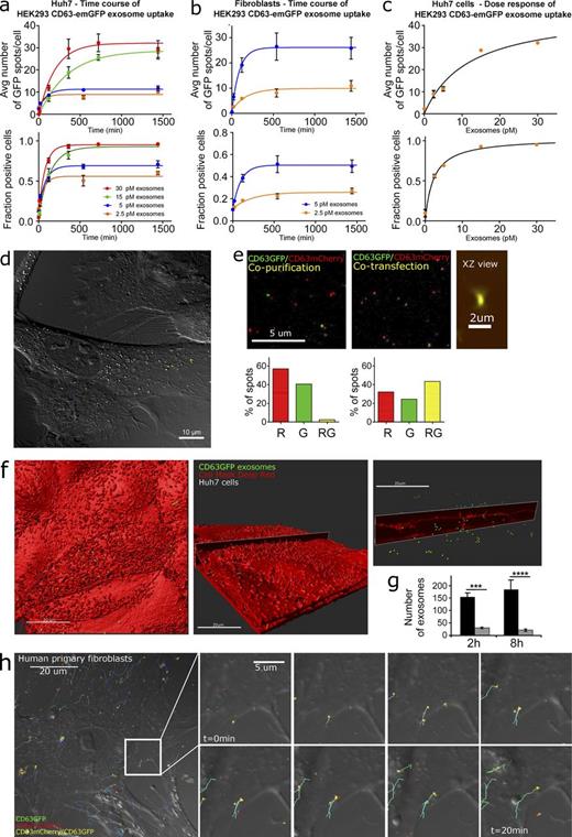 Figure 1. Quantitative exosome cell uptake dynamics. (a–c) HEK293 CD63-emGFP exosome uptake quantification using quantitative high content screening. Error bars: SD of three independent biological replicates. avg, average. (d) Human primary fibroblasts after incubation with 100 pM HEK293 CD63-GFP exosomes (green) for 10 min imaged by confocal fluorescence microscopy with DIC imaging. (e) CD63-emGFP HEK293 exosomes were copurified with CD63-mCherry exosomes and imaged by CLSM after spotting onto coverslips. The number of emGFP (G), mCherry (R), and GFP/mCherry (RG) double-positive vesicles was derived based on colocalization quantification. Vesicles were detected as light diffraction-limited emGFP or mCherry fluorescent spots of uniform size corresponding to the point spread function of the microscope with a negligible fraction of emGFP/mCherry double-positive spots, confirming recovery of single vesicles (left). Exosomes from CD63-emGFP and CD63-mCherry double-transfected cells yielded ∼40% of double-labeled vesicles (middle and right). Data representative of three independent experiments. (f) High-resolution 3D images of Huh7 cells incubated with 50 pM CD63-emGFP exosomes for 2 h recorded by live cell confocal microscopy (red: CellMask DeepRed). (g) Quantification of exosomes localizing to the cell membrane versus the cell interior (Error bars: SD of three independent biological replicates, five cells per field of view; p-values, analysis of variance: ***, P < 0.001; ****, P < 0.0001). (h) SPT of CD63-emGFP/CD63-mCherry HEK293 exosome uptake in primary human fibroblasts (confocal live cell imaging, 50 s/z-stack). Trajectory statistics in Fig. S1 e.