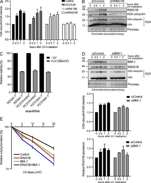 Figure 1. Dissection of E3 ligase functions in UV-mediated DNA damage repair. (A) Quantitative analysis of H2A-ubiquitylation levels. Immunoblots (as in B and Fig. S1, A and B) were probed with histone H2A antibody. The intensities of H2A and H2A-ubiquitin bands were quantified by the ImageJ software. The graphs illustrate the relative H2A ubiquitylation calculated as (H2A ubiquitin)/(H2A + H2A ubiquitin), normalized to Ponceau staining intensity after knockdown of the respective proteins (H2A ubiquitin/H2A). Values are normalized to the value from nonirradiated cells and are given as mean ± SEM (n = 4). (B) Monoubiquitylation of histone H2A at lysine 119 after UV irradiation is mainly catalyzed by RING1B. Chromatin association assays of control and RING1B knockdown HEK293T cells after UV irradiation. De–cross-linked material of the respective time points was subjected to Western blotting and probed with the indicated antibodies. The specificity of the H2A-ubiquitin antibody was verified (Fig. S1 C). (C) Epistatic relationship of xpc-1 and spat-3. Wild-type nematodes (N2) or spat-3 mutants (VC31) were fed with either control or xpc-1 RNAi–producing bacteria. The relative viability was analyzed after UV irradiation (200 J/m2). Values are given as mean ± SEM (n = 3). (D) Impact of BMI-1 on RING1B-mediated H2A ubiquitylation after UV irradiation. Chromatin association assays of UV-irradiated HEK293T cells treated with siRNAs (control, BMI-1). De–cross-linked material of the respective time points was subjected to Western blotting and probed with the indicated antibodies. Relative intensities of H2A ubiquitin/H2A and RING1B abundance after BMI-1 depletion were measured. Values are given as mean ± SEM (n = 4). (E) Epistatic relationship of RING1B and BMI-1 in response to UV irradiation. Relative colony formation potential of control or RING1B knockdown cell lines treated with siRNA was analyzed at different UV doses. Control cells were transfected with either control siRNA (control) or BMI-1 siRNA (BMI-1). RING1B knockdown cell lines were transfected with either control siRNA (RING1B) or BMI-1 siRNA (RING1B + BMI-1). Gene knockdown was confirmed by Western blots (not depicted). Values are given as mean ± SEM (n = 9).