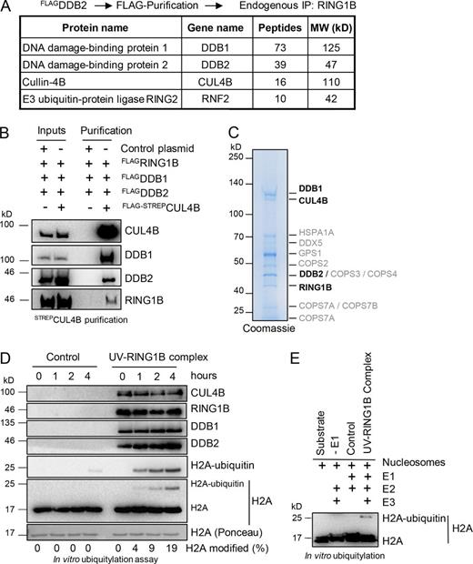 Figure 3. H2A ubiquitylation after UV irradiation is performed by the UV–RING1B complex. (A) Protein interaction partners of RING1B and DDB2. Mass spectrometry analysis after sequential immunoprecipitations with FLAG and RING1B antibodies revealed DDB1 and CUL4B as main interaction partners of DDB2 and RING1B. A comprehensive list of the identified unique peptides after RING1B and control immunoprecipitations (with or without UV irradiation) is provided in Table S5. (B) Assembly of the UV–RING1B complex. Plasmids expressing FLAGDDB1, FLAGDDB2, and FLAGRING1B were cotransfected in combination with either control plasmid or a plasmid encoding FLAG-STREPCUL4B. After immunoprecipitation with STREP-Tactin beads, the purified material was subjected to Western blotting and blots were incubated with the indicated antibodies. Inputs correspond to 5%. (C) Visualization of the UV–RING1B complex. Purified UV–RING1B complex was subjected to SDS gel electrophoresis and colloidal Coomassie staining. Mass spectrometry analysis revealed the presence of all four subunits (bold). A comprehensive list of unique peptides is provided in Table S6. (D) The UV–RING1B complex catalyzes ubiquitylation of H2A in vitro. Ubiquitylation assays were performed with recombinant H2A, E1 (UBA1), E2 (UBCH5), and either GST (control) or the UV–RING1B complex. Reactions were performed at 37°C, and samples were taken at the indicated time points. Material of the respective time points was subjected to Western blotting and probed with the indicated antibodies. (E) The UV–RING1B complex catalyzes monoubiquitylation of nucleosomal H2A. Ubiquitylation assays were performed with recombinant nucleosomes, E1 (UBA1), E2 (UBCH5), and either GST (control) or UV-RING1B complex. Reactions lacking E1 (−E1) were performed as additional controls. The ubiquitylation assays were performed at 37°C for 5 h, and samples or pure substrate (Substrate) were subjected to Western blotting and probed with H2A antibodies.