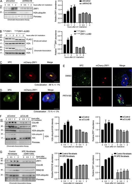 Figure 4. Function of ZRF1 in UV-mediated DNA repair. (A) ZRF1 is tethered to chromatin in a RING1B-dependent manner. Chromatin association assays of control and RING1B knockdown HEK293T cell lines after UV irradiation. De–cross-linked material of the respective time points was subjected to Western blotting and probed with the indicated antibodies. The relative ZRF1 abundance was calculated. Values are given as mean ± SEM (n = 3). (B) The ubiquitin-binding domain (UBD) is important for tethering ZRF1 to chromatin after UV irradiation. HEK293T cells expressing FLAGZRF1 and FLAGZRF1-ΔUBD were irradiated with UV light, and chromatin was isolated at the indicated time points. De-cross-linked material was subjected to Western blotting and blots were incubated with FLAG-antibody. The relative FLAGZRF1 abundance was calculated. Values are given as mean ± SEM (n = 4). (C and D) ZRF1 localizes to DNA damage sites after UV irradiation. MRC5 fibroblasts expressing mCherry-ZRF1 were UV irradiated (100 J/m2) through a micropore membrane (+ UV) 24 h after transfection. 30 min after irradiation, cells were preextracted and fixed. DNA damage sites were visualized by staining with XPC (C) or XPA (D) antibody. The colocalization of ZRF1 with XPC amounts to 88% ± 1%. The colocalization of ZRF1 with XPA amounts to 73% ± −3%. Nonirradiated control and quantification of the ZRF1 localization at the damage sites are represented in Fig. S4 A. Bar, 10 µm. (E) Inhibition of RING1B affects recruitment of ZRF1 to DNA damage sites. MRC5 fibroblasts expressing mCherry-ZRF1 were treated with PRT4165 or DMSO. Cells were UV-irradiated (100 J/m2) through a micropore membrane. 30 min after irradiation cells were preextracted and fixed. DNA damage sites were visualized by XPC antibody staining. ZRF1 localization to DNA lesions after treatment with DMSO or PRT4165 was quantified (Fig. S4 B). Bar, 10 µm. (F) Depletion of CUL4B impacts H2A ubiquitylation and ZRF1 recruitment. Chromatin association assays of UV irradiated HEK293T cells treated with siRNAs (control, CUL4B). De–cross-linked material of the respective time points was subjected to Western blotting and probed with the indicated antibodies. The relative H2A-ubiquitin and ZRF1 abundance was calculated. Values are given as mean ± SEM (n = 3). (G) Tethering of ZRF1 to chromatin depends on DDB2 during NER. Chromatin association assays in control fibroblasts (GM15876) and XPE (DDB2) fibroblasts (GM01389) after UV irradiation. De–cross-linked material of the respective time points was subjected to Western blotting and probed with the indicated antibodies. The relative RING1B and ZRF1 abundance was calculated. Values are given as mean ± SEM (n = 3).