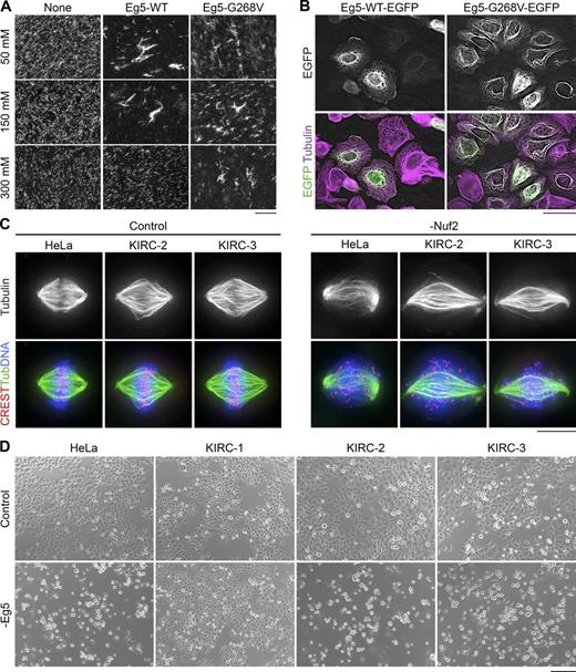 Figure 2. Eg5-G268V robustly bundles spindle MTs and is essential for spindle assembly in KIRC-2 and -3 cells. (A) Eg5-G268V bundles MTs in high salt buffers. Squashes from reactions containing XR-MTs (grayscale) alone or in combination with Eg5-WT or Eg5-G268V. Reactions contained 50, 150, or 300 mM KCl as indicated. Bar, 40 µm. (B) Eg5-G268V-EGFP bundles MTs in interphase cells. Single optical sections of HeLa cells expressing Eg5-WT-EGFP or Eg5-G268V-EGFP (grayscale/green) and stained with antibodies targeting tubulin (pseudocolored purple). LUTs for individual channels are scaled identically. Bar, 40 µm. (C) Spindle MTs are unusually bundled in KIRC-2 and -3 cells. Maximum intensity z-projections of indicated cell types 2 d after transfection with nontargeting (Control) or Nuf2-targeting (-Nuf2) siRNAs and stained with antibodies targeting centromeres (CREST, red) and tubulin (grayscale and green). DNA, blue. Bar, 10 µm. (D) Eg5 depletion induces a mitotic arrest in KIRC-2 and -3. Bright-field images of indicated cell types 1 d after transfection with nontargeting (Control) or Eg5-targeting (-Eg5) siRNAs. Bar, 200 µm. See also Fig. S2.