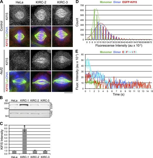 Figure 3. Enhanced spindle MT bundling in KIRC-2 and -3 cells affects Kif15 partitioning. (A) Kif15 mislocalizes to non–K-MTs in KIRC-2 and -3 cells. Maximum intensity z-projections of indicated cell types 2 d after transfection with nontargeting (Control) or Nuf2-targeting (-Nuf2) siRNAs and stained with antibodies targeting Kif15 (grayscale and red) and tubulin (green). DNA, blue. LUTs for grayscale and red channels are scaled identically. Bar, 10 µm. (B) Kif15 protein levels are not elevated in KIRC-2 or -3. Western blot of WCLs prepared from indicated cell types probed with antibodies targeting Kif15 (αKif15) and tubulin (DM1α). (C) Quantitation of B. Values represent the levels of Kif15 protein in indicated cell types normalized to the parental HeLa line. n = 2. Error bars, ± SEM; *, P ≤ 0.1 relative to parental HeLa line. (D) Cellular Kif15 primarily organizes into dimers. Histogram showing initial single-molecule fluorescence intensities of EGFP-Kif15 (red) from HeLa cell extracts. XMAP215-EGFP (green) represents monomer control. EGFP-HSET (blue) represents dimer control. Intensities are indicated in au × 10−3. n ≥ 1945 particles from ≥ 3 fields of view. Single Gaussian fits of fluorescence intensity distributions are overlayed. XMAP215-EGFP (green, R2 = 0.96), EGFP-HSET (blue, R2 = 0.90), and EGFP-Kif15 (red, R2 = 0.93). (E) Example traces showing photobleaching steps of single EGFP-Kif15 molecules from HeLa cell extracts. XMAP215-EGFP (green) represents monomer control. EGFP-HSET (blue) represents dimer control. Two example traces are shown for EGFP-Kif15 (red, cyan) highlighting the variability observed in photobleaching steps. Fluorescence intensities are indicated in au × 10−3, and the baseline is set to the background fluorescence. See also Fig. S3.