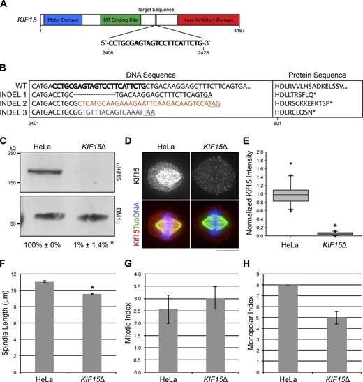 Figure 5. Generation of the KIF15Δ cell line. (A) Schematic of KIF15 showing target sequence used for CRISPR-mediated genomic editing. Regions encoding the motor domain (blue), MT binding site (green), and autoinhibitory domain (red) are highlighted. Numbers indicate nucleotide position within the ORF. (B) Three distinct INDELs disrupt KIF15 in the KIF15Δ cell line. DNA sequences (left) and the translated protein sequences (right) for WT and KIF15Δ INDELs 1–3 are shown. Bold letters indicate the guide sequence used for CRISPR. Colored letters indicate inserted nucleotides. Underlined codons and asterisks indicate a premature stop. Numbers indicate nucleotide or amino acid position within the KIF15 ORF. See also Fig. S4. (C) Kif15 protein is undetectable in the KIF15Δ line. Western blot of WCLs prepared from HeLa or KIF15Δ cells probed with antibodies targeting Kif15 (αKif15) and tubulin (DM1α). Numbers represent the levels of Kif15 protein in HeLa or KIF15Δ WCLs normalized to the parental HeLa line, averaged over two experiments. Error bars, ± SD; *, P = 0.006 relative to parental HeLa line. (D) Kif15 spindle localization is undetectable in KIF15Δ cells. Maximum intensity z-projections of HeLa or KIF15Δ cells stained with antibodies targeting Kif15 (grayscale and red) and tubulin (green). DNA, blue. LUTs for individual channels are scaled identically. Bar, 10 µm. (E) Quantitation of D. Values represent the fluorescence intensity of Kif15 on individual spindles in HeLa or KIF15Δ cells normalized to the mean such value from HeLa cells, presented as a box-and-whisker plot highlighting the median, 10th, 25th, 75th, and 90th percentiles. n = 20; *, P = 0.004 × 10−9 relative to parental HeLa line. (F) Spindle length is decreased in the KIF15Δ line. Values represent the mean spindle length in HeLa and KIF15Δ cells. Error bars, ± SEM; n = 150 cells from three independent experiments. *, P ≤ 0.01 × 10−29 relative to the parental HeLa line. (G) Mitotic progression is not significantly altered in the KIF15Δ line. Values represent the mean MI of the HeLa and KIF15Δ cell lines. Error bars, ± SEM; n ≥ 1500 cells from three independent experiments. (H) Values represent the mean MPI of the HeLa and KIF15Δ cell lines. Error bars, ± SEM; n = 300 cells from three independent experiments.
